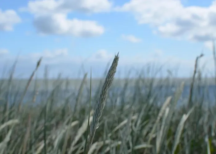 Chesa Odde * Hörnum